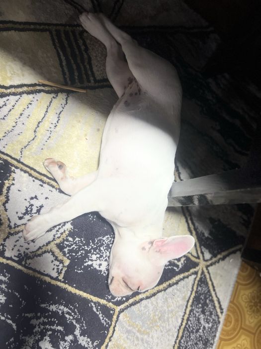 Продаётся девочка французуого бульдога