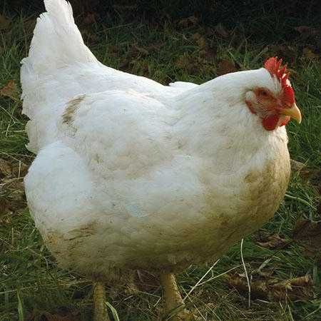 Инкубационное яйцо кур, индейки, уток, гусей