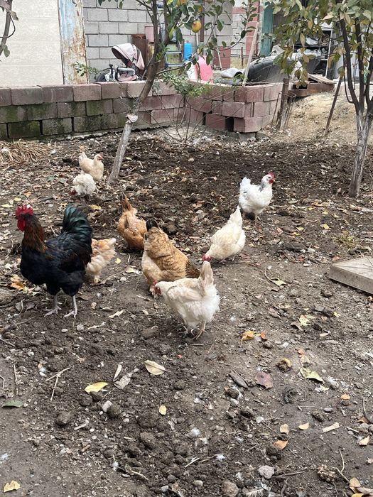 Куры продам кур...