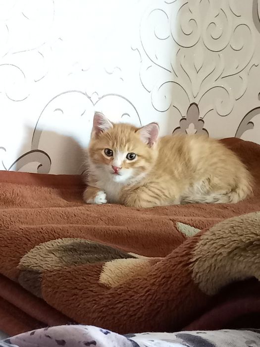 Продаются котята