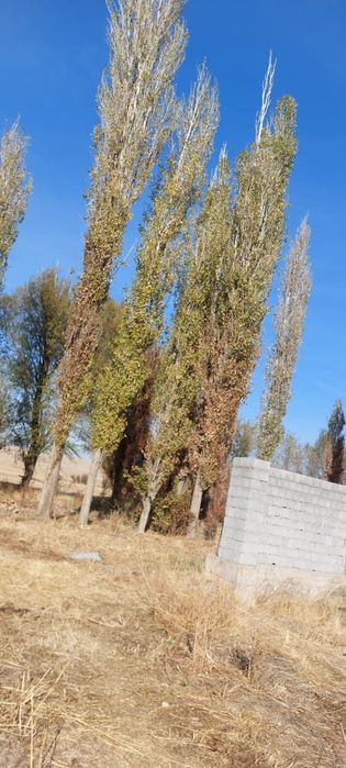 Растение для огорода