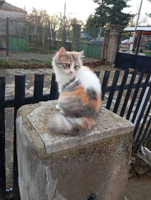 котка подарявам породиста
