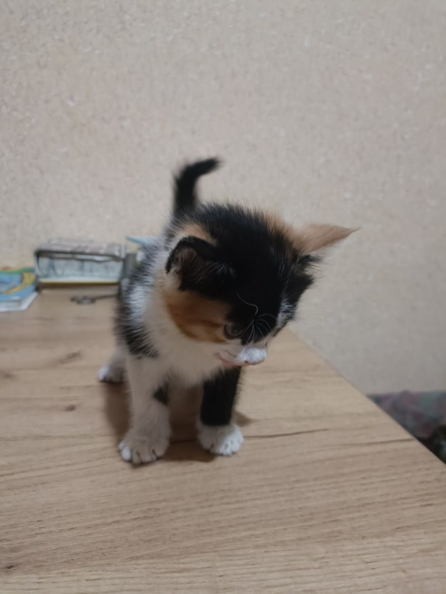 Кошки mushuk bola 2 sotilboldi