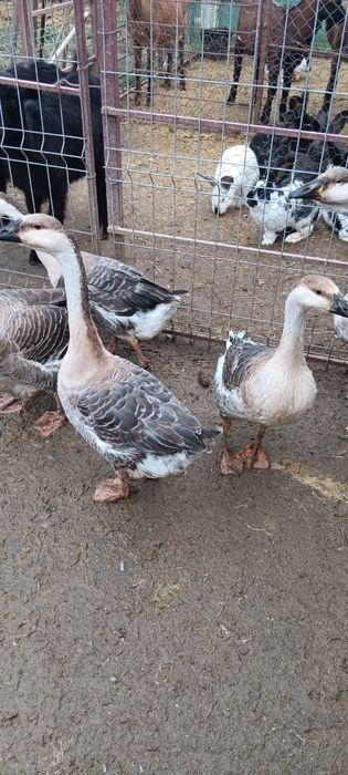 Vând gaste de anul acesta