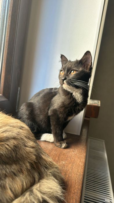 Котята, 4 месяца
