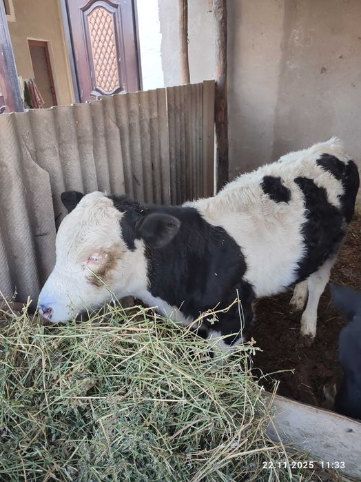 Chorva mollar sotiladi