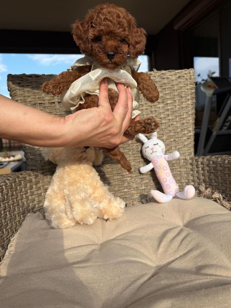 Toy mini red poodle