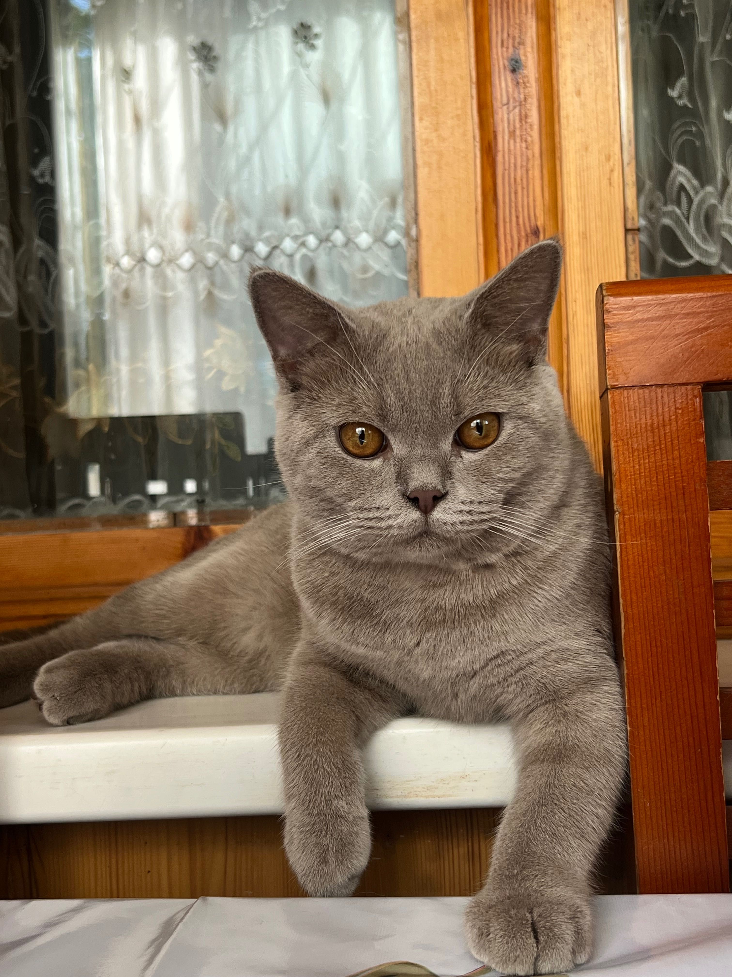 Вязка кота скотиш страйт