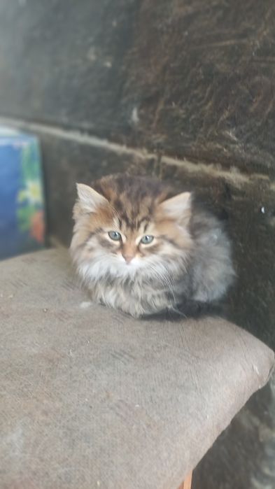 Бесплатно котята