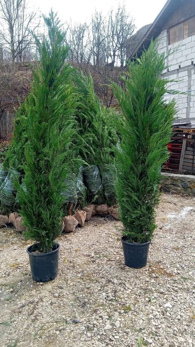 Tuia leylandii Mesteacăn