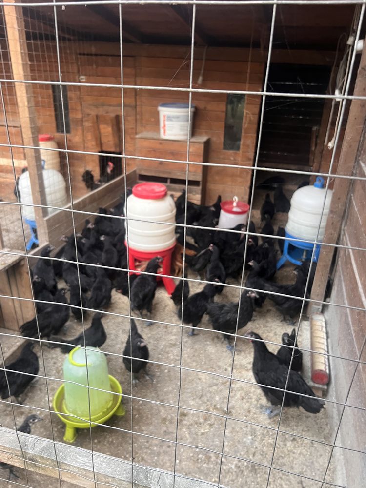 Gaini Australorp Negru