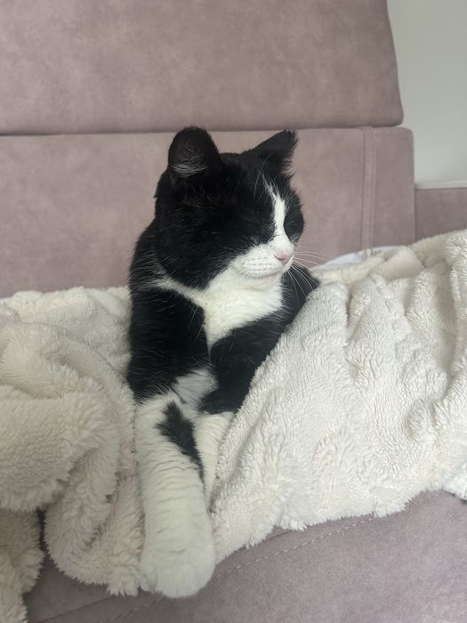 Кот кот котенок кот