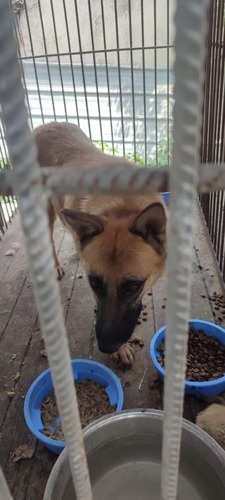 Хаски,Алабаи,Овчарки и много разных собачек ждут заботливых хозяев