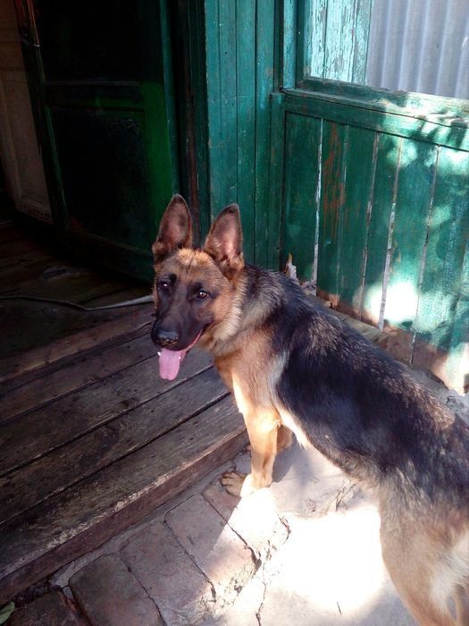Продам чистокровную Немецкую овчарку