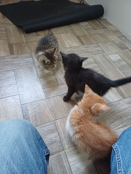 Отдам котят в добрые руки