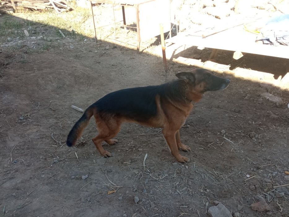 Немецкий овчарка 3 жаста