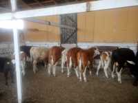 Vițel, vitele și taurasi de vânzare