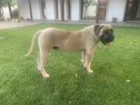 Presa canario mascul cu pedigree
