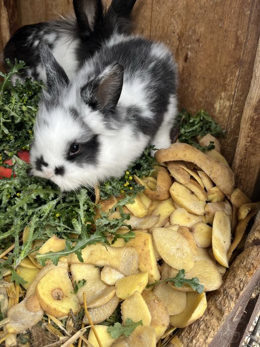 Iepuri cu cap de leu