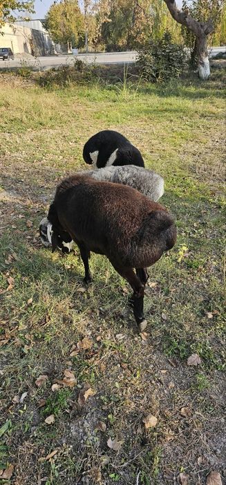 Qora qo'chqor sotiladi