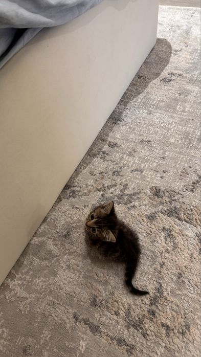 Срочно Продам котенка мама бенгальская