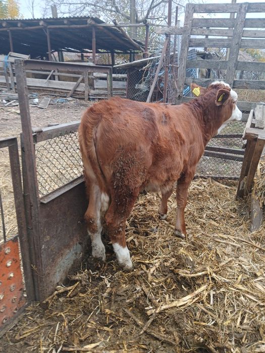 Vind viței cuminți