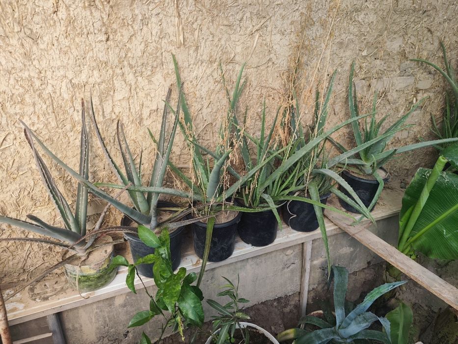 Aloe kochatlari sotiladi