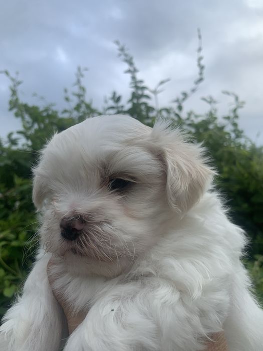 Bichon maltez Mini Toy