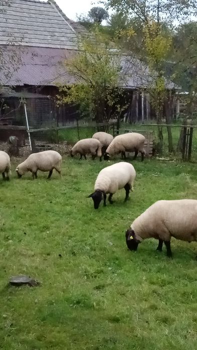 3 oi sufolk și un berbec