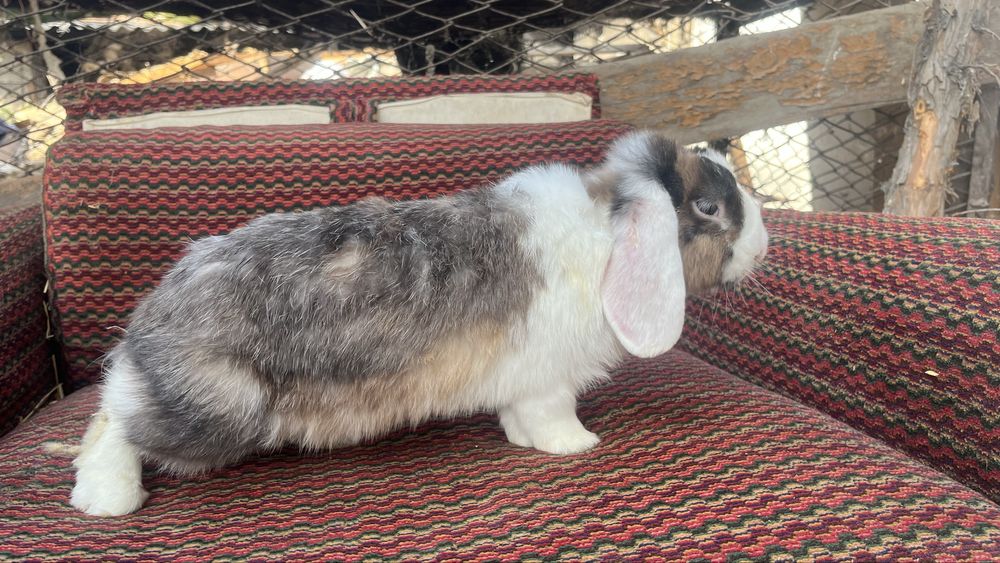 Quyon sotiladi.Продаётся кролик  Баран