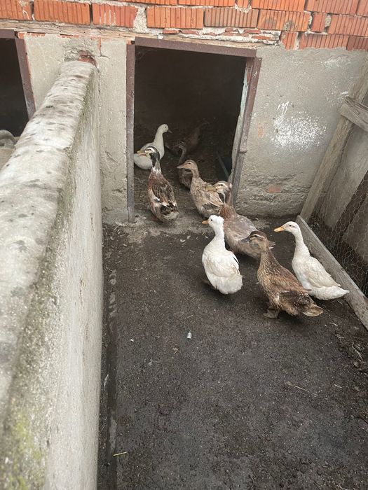 Rațe și boboci Rouen