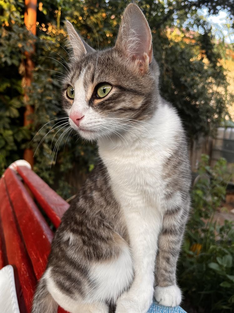 Кошечка ласковая