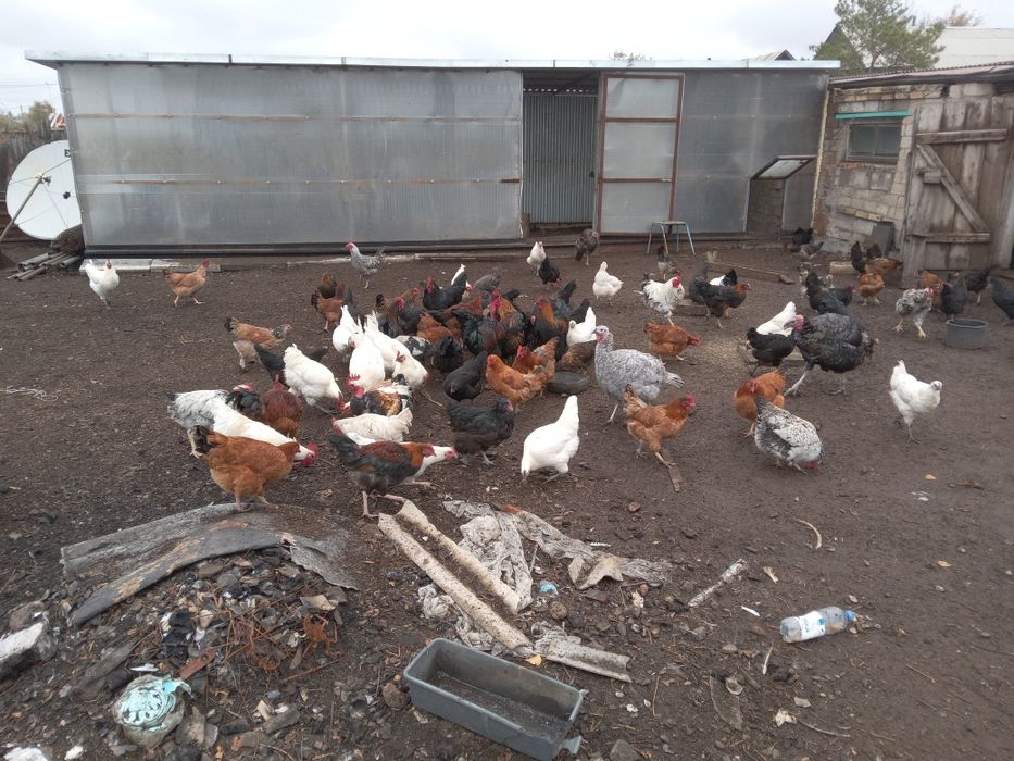 Продам петухов, молодняк