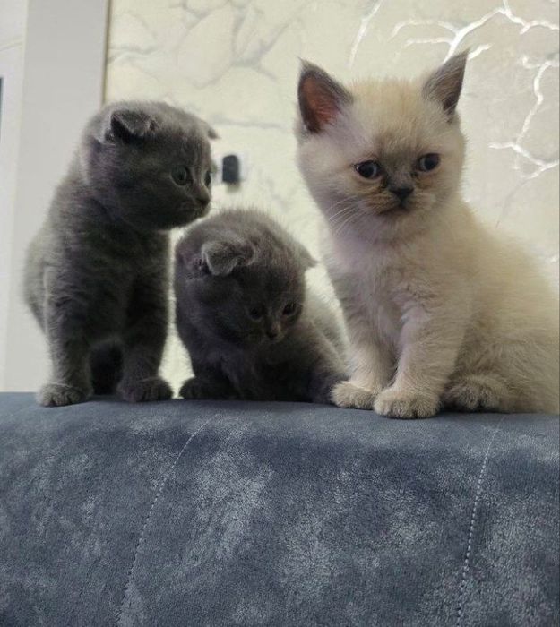Продаются очаровательные шотландские котята