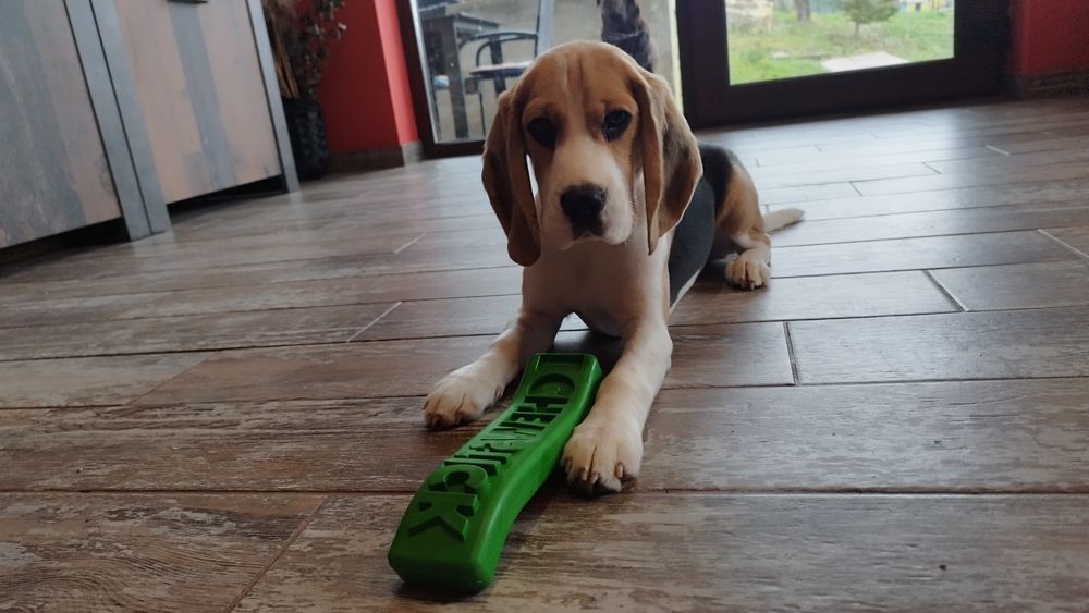 Fetita beagle cu pedigree