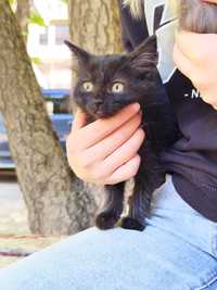 Котенок черного цвета в добрые руки