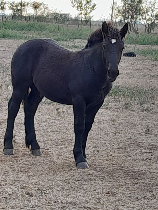 De vanzare mànz negru de 5 luni.