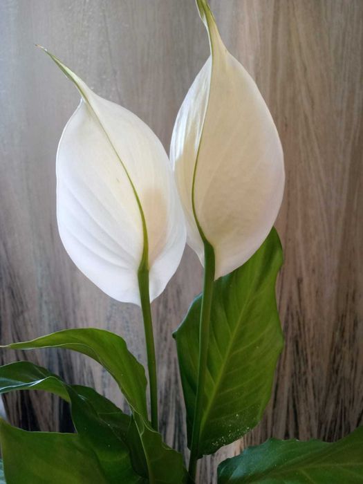 Продается цветок спатифиллум