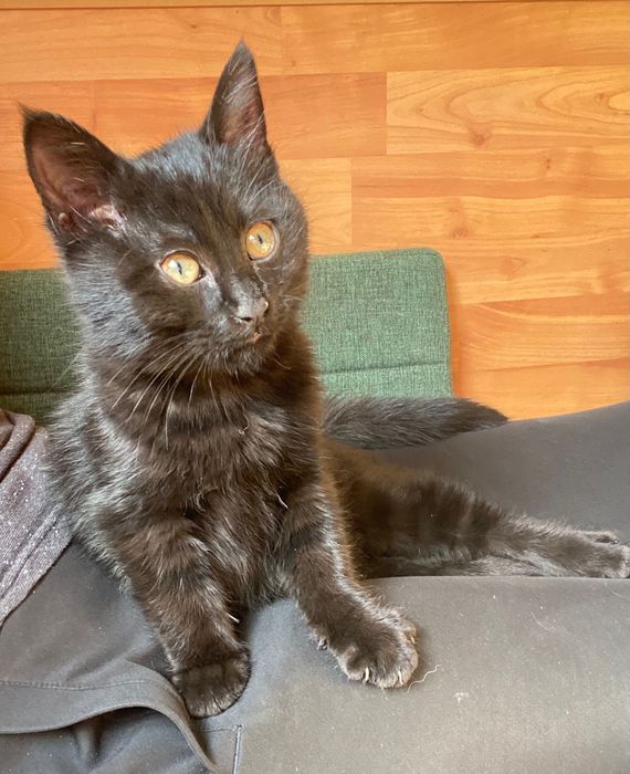 Черно женско коте търси дом, София