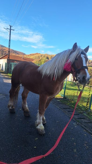 Vând armăsar foarte cuminte