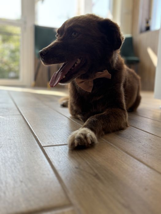 Frizerie canina / infrumusetare canina / grooming catei