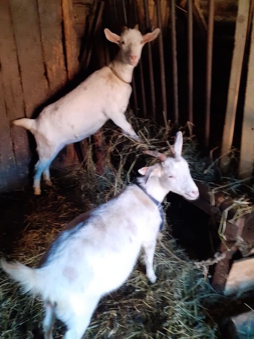 Vand capra de rasa Sannen si doua iedițe gestante