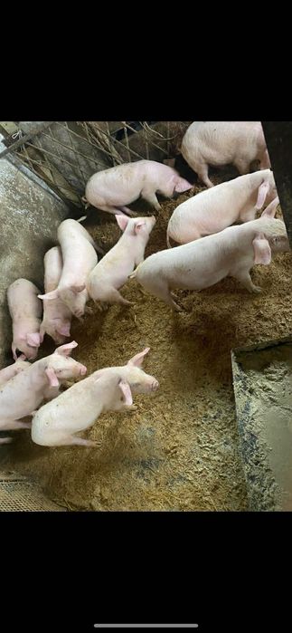 Малки Прасенца От 20 До 25Кг Порода Бяла Българка