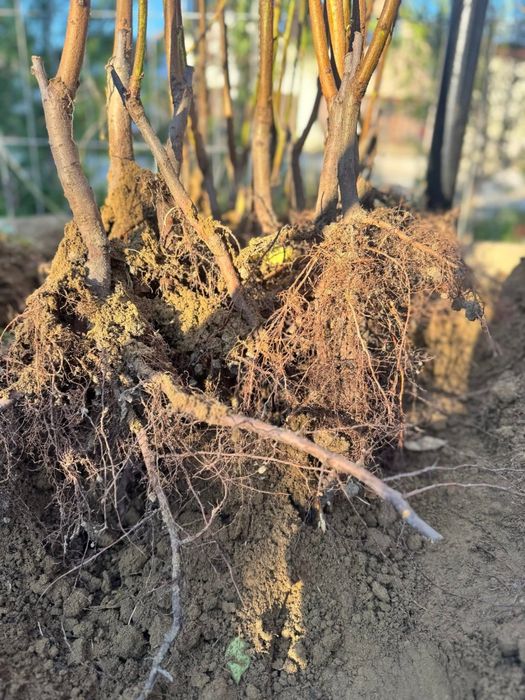 Pomi altoiti piersic plat turtit