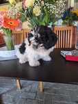 Shih Tzu rasa pura