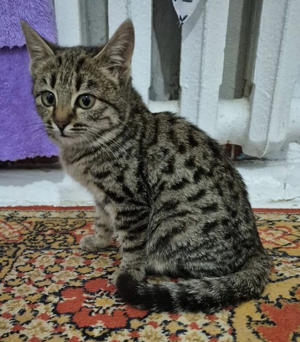 Отдам бесплатно кошечку