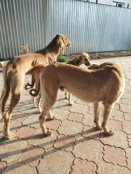 Құмай тазы кумай тазы күшіктері щенки