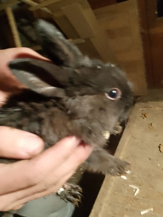 Quyon bolalari sotiladi