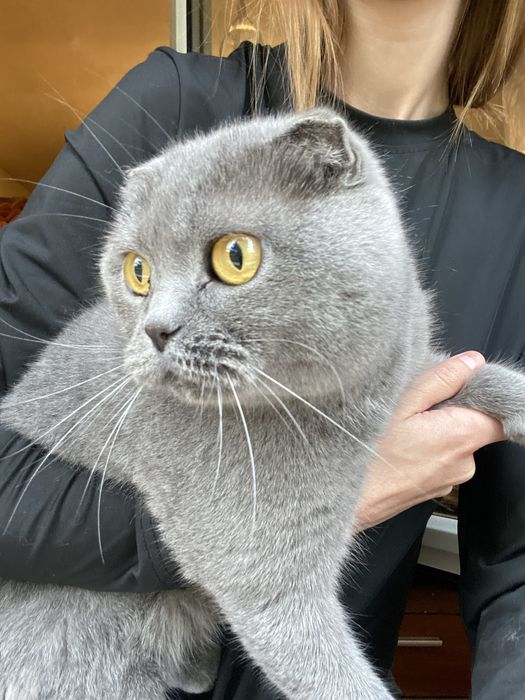 Vand pisica Scottish fold