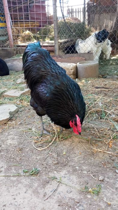 Găini rasa Australorp și rasa Brahma
